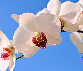 米东正规助孕捐卵机构，附正规捐卵机构报名表！